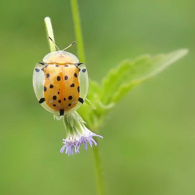 Aspidimorpha miliaris 