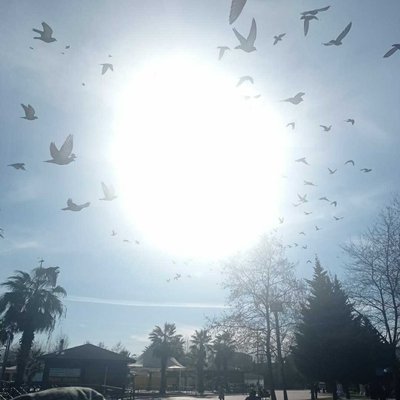 🕊