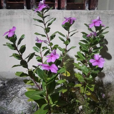 Tapak Dara 