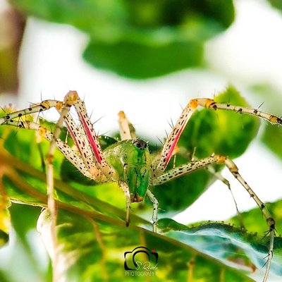 green lynx spider 