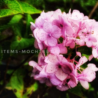 Hortensia Flower 