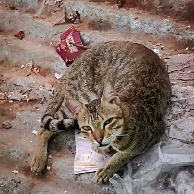 #cat#catreaction