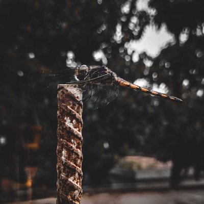 Dragonfly 
