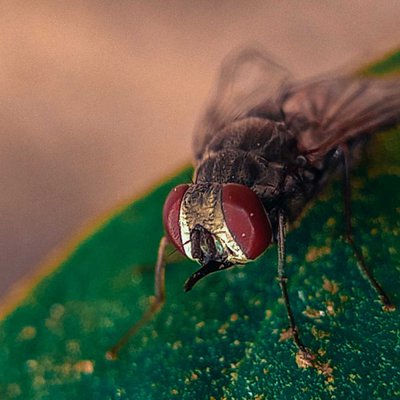 HOUSEFLY ~ 💚😉