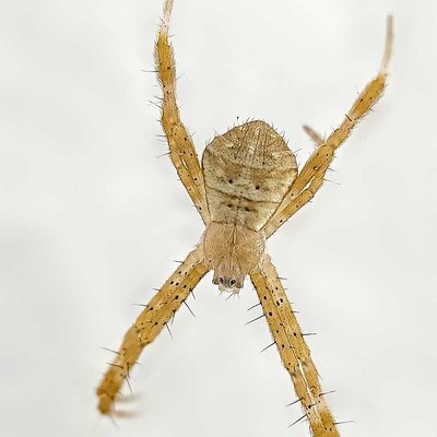 Argiope anasuja