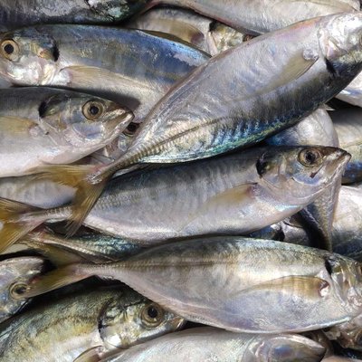 Ikan Kembung (Rastrelliger) 