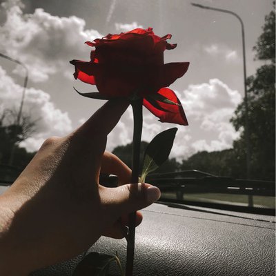 Amante de las rosas 🌹 