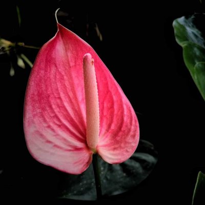 Bunga Flamingo