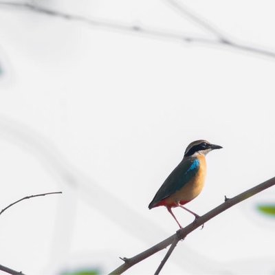 indian pitta 