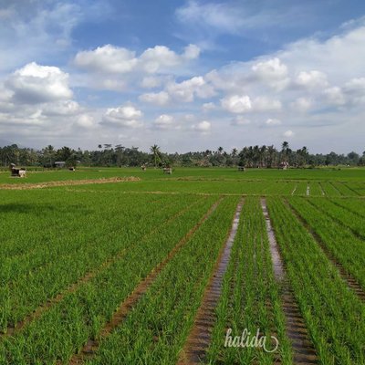 Pemandangan Sawah Luas Terbentang