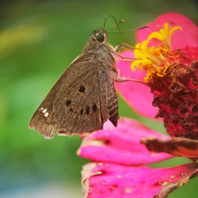 Skippers