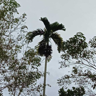 Pohon Pinang 