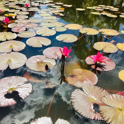 Nenúfares 🌺 