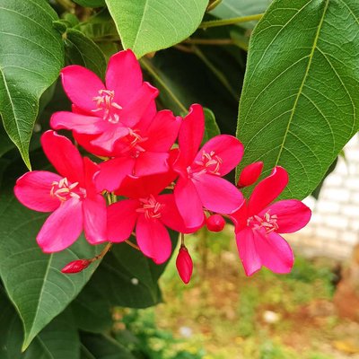 Perengrina