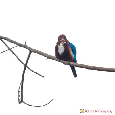 The Bird Series