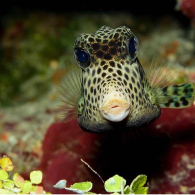 Coco Diving Center - Cayo Guillermo 