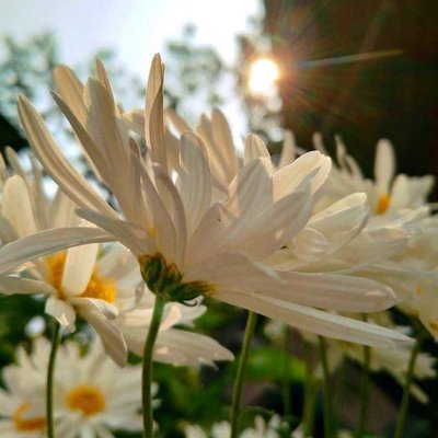 Flower 🌸 😍