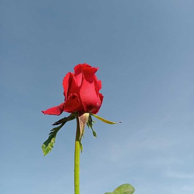 red roses