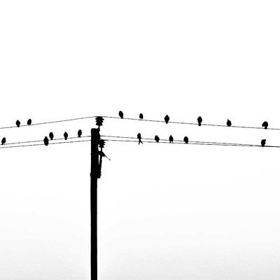 Birds 