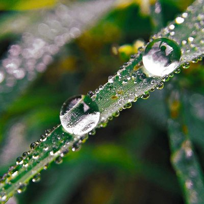 Fresh Morning