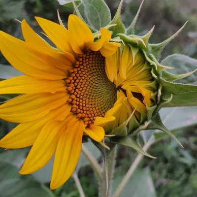 ayçiçeği 🌻