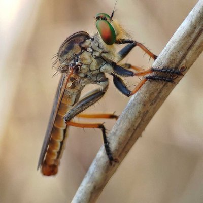 Asilidae🐝
