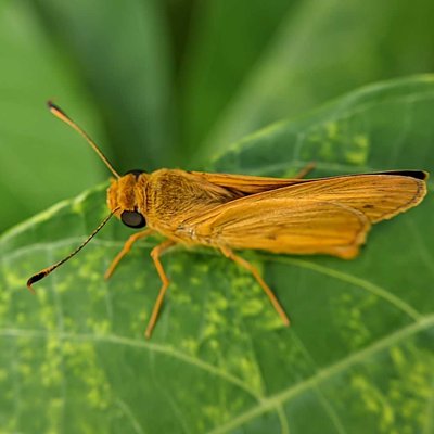 Potanthus omaha