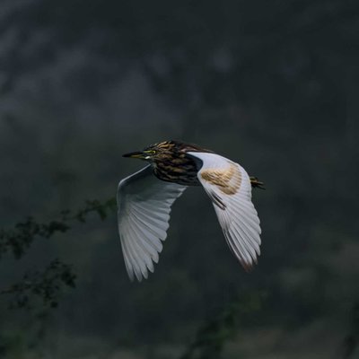 Indian pond heron