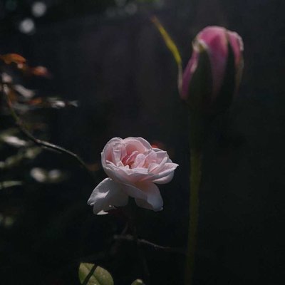 🌼