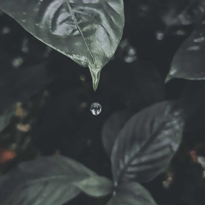 Raindrops 💧💧