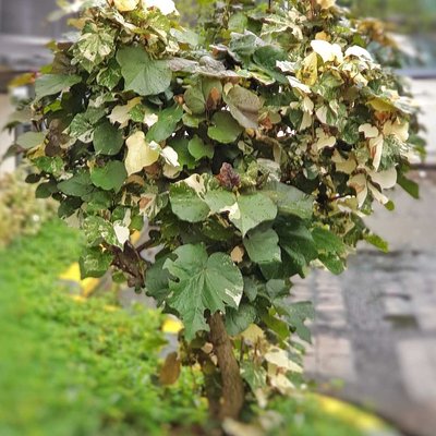 Pohon Waru Variegata