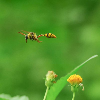 Yellow and black potter Wasp