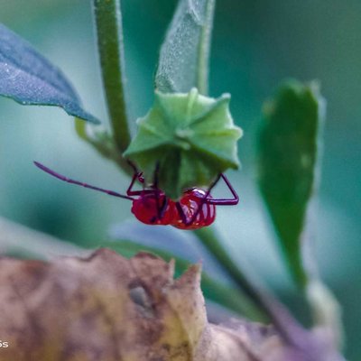 Diactor bilineatus 