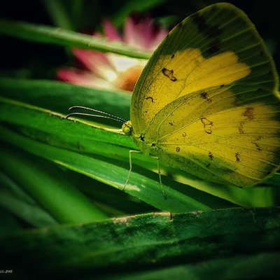 Butterfly 