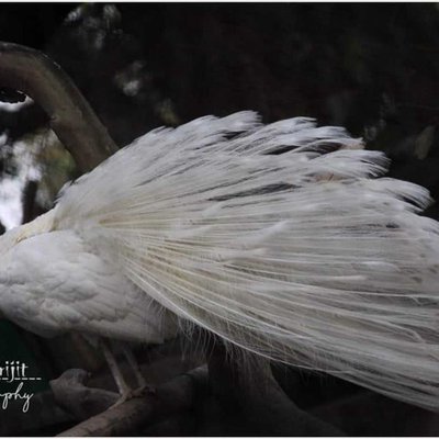 white peacock / arijit2000