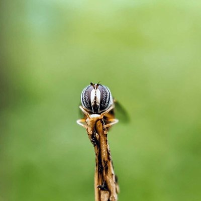 Hoverfly 