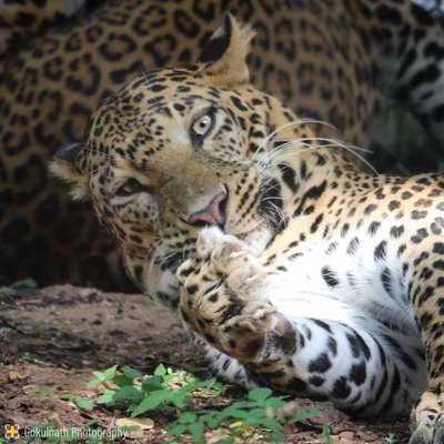 The Leopard Series