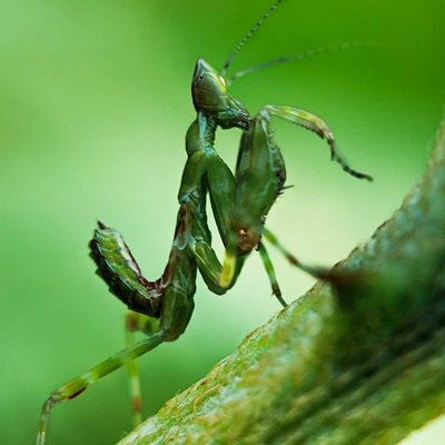 Mantis Walang Kadung