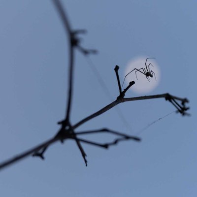 Spider Moon