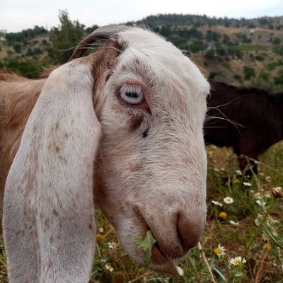 o benim uzun kulaklı keçim