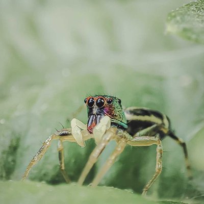 Cosmophasis