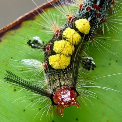 caterpillar of tussock moth 
