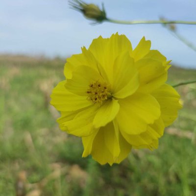 kenikir sulfur