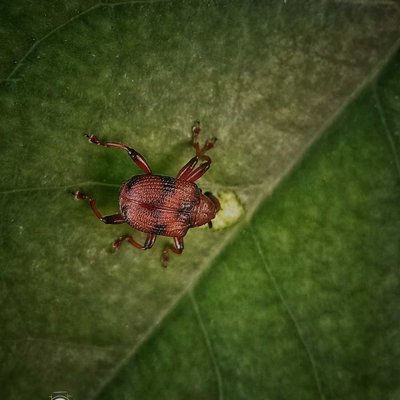 Apoderus Tranquebaricus (Attelabidae)