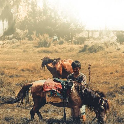 Horse 
