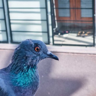 FERAL PIGEON 