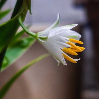 Chlorophytum tuberosum