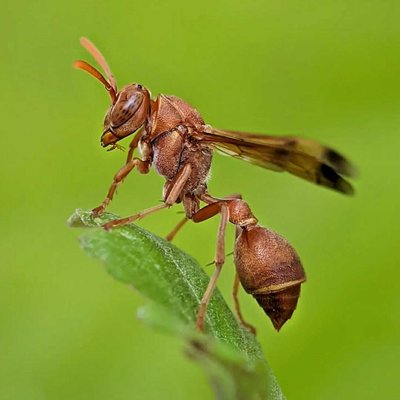 Paper Wasp