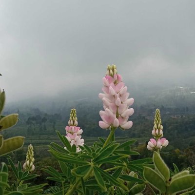 Lupinus Polyphyllus