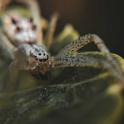 Spider